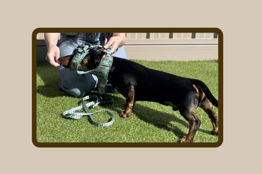 How to...over the head harness