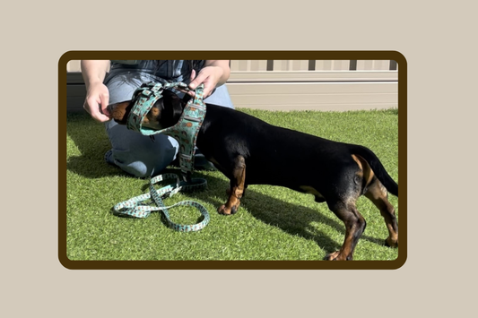 How to...over the head harness