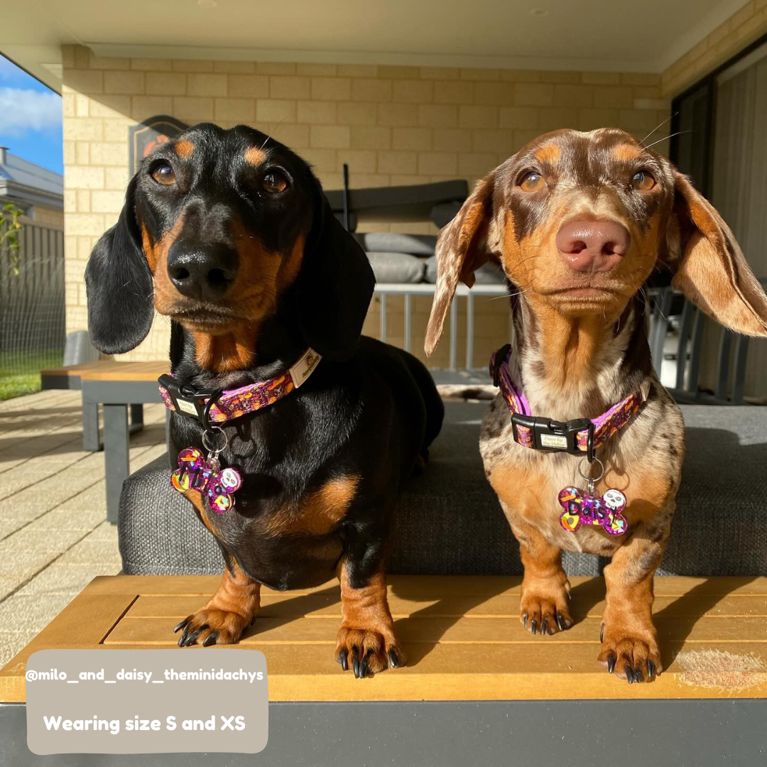 Collar de fiesta de tacos