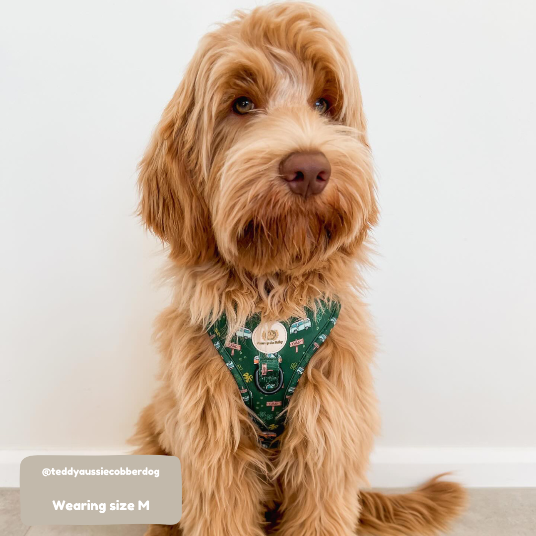 ¡Nos vamos de camping! Arnés ajustable