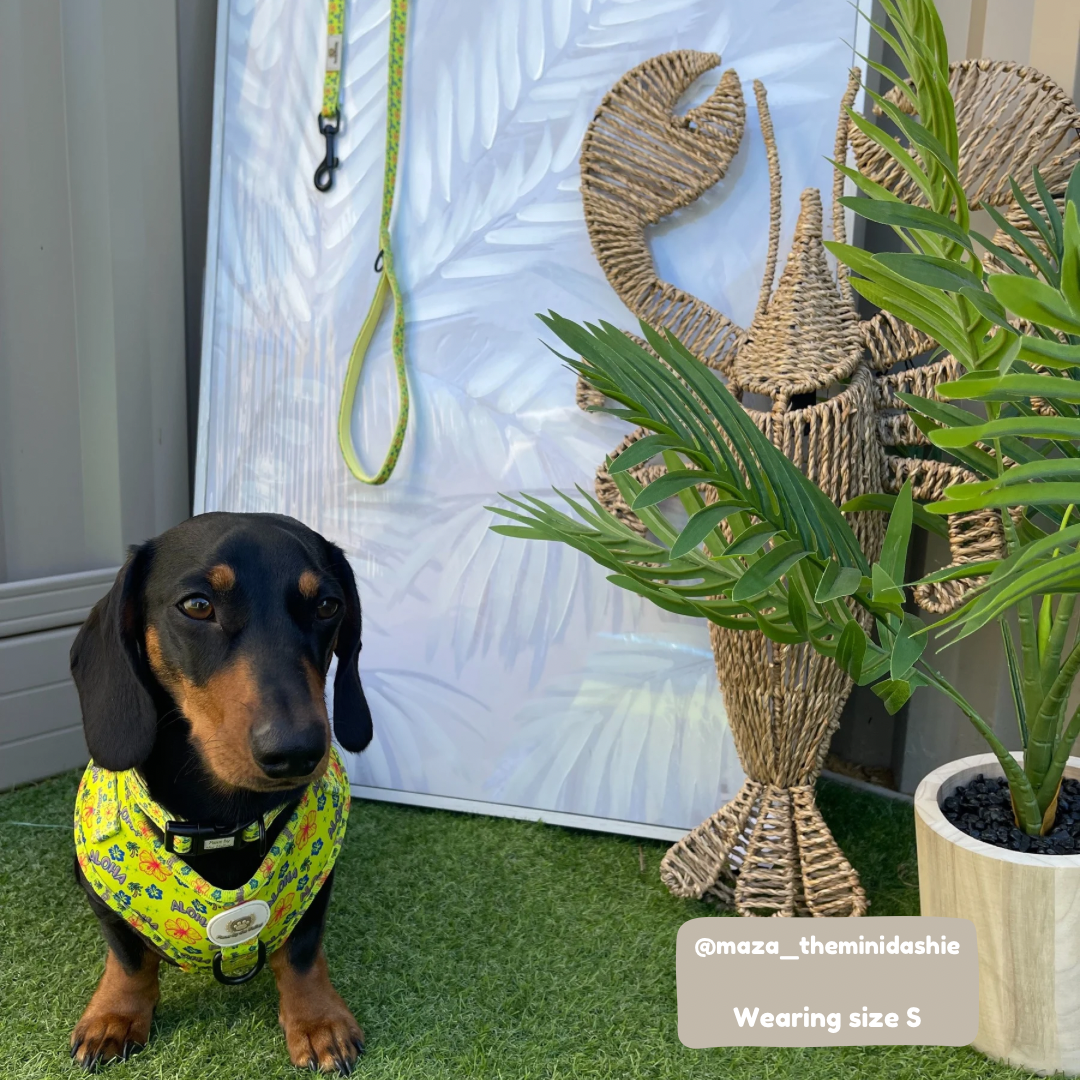 Arnés ajustable Aloha