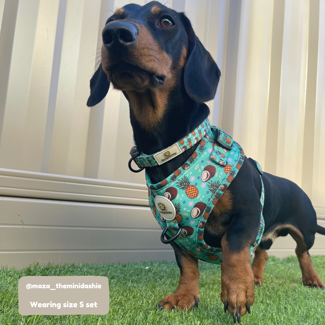 Coleira Piña Colada Tropical