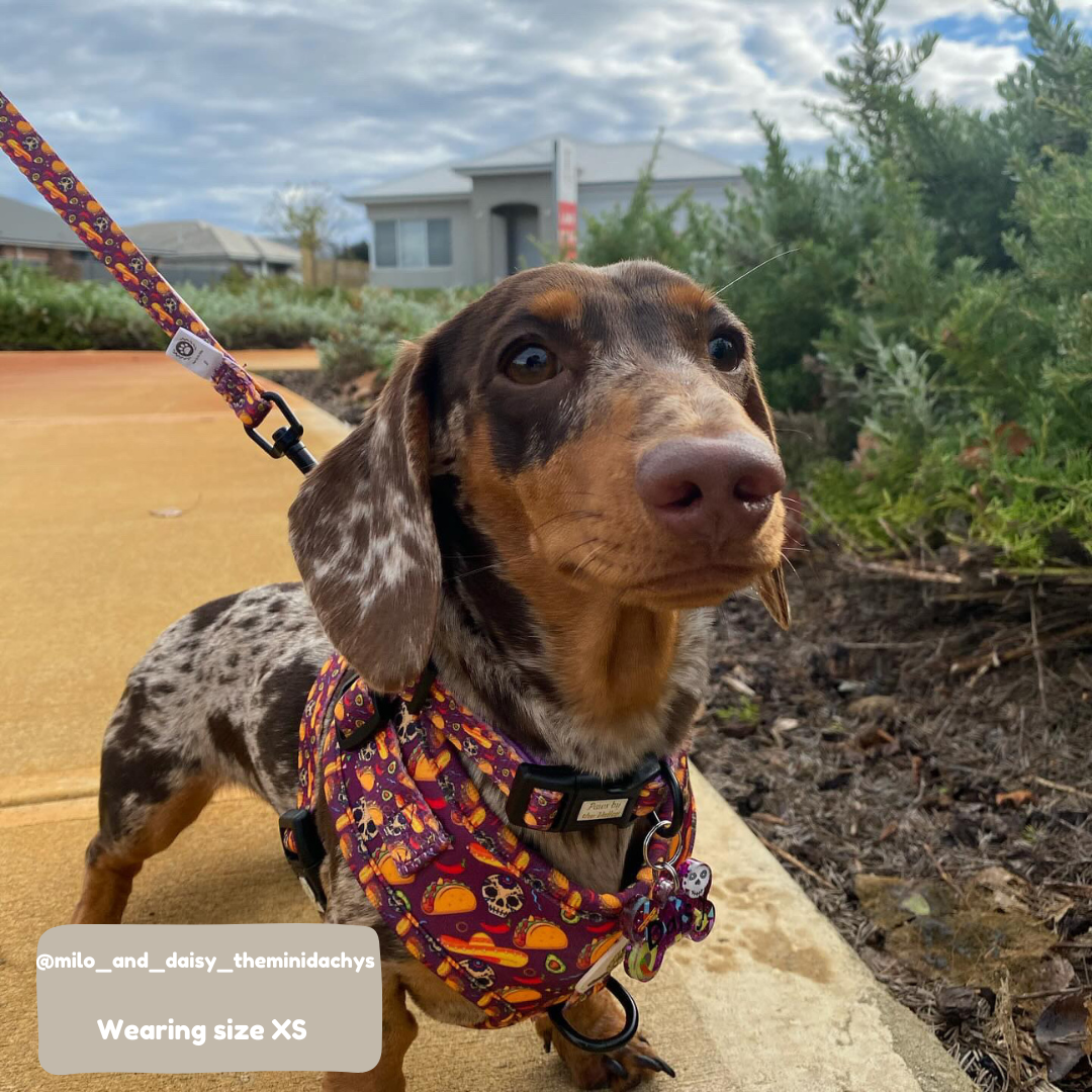 Arnés ajustable Taco Fiesta