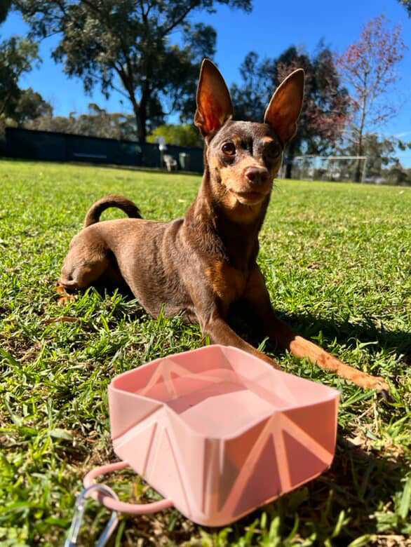 Foldable Dog Travel Bowls