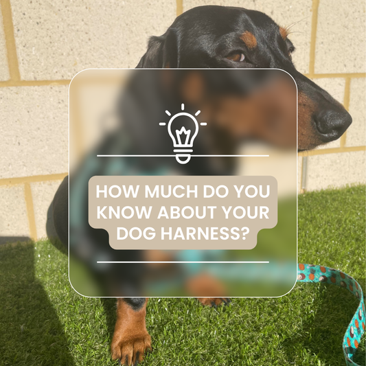 Dog harnesses, sizes, shapes and more, how much do you know?