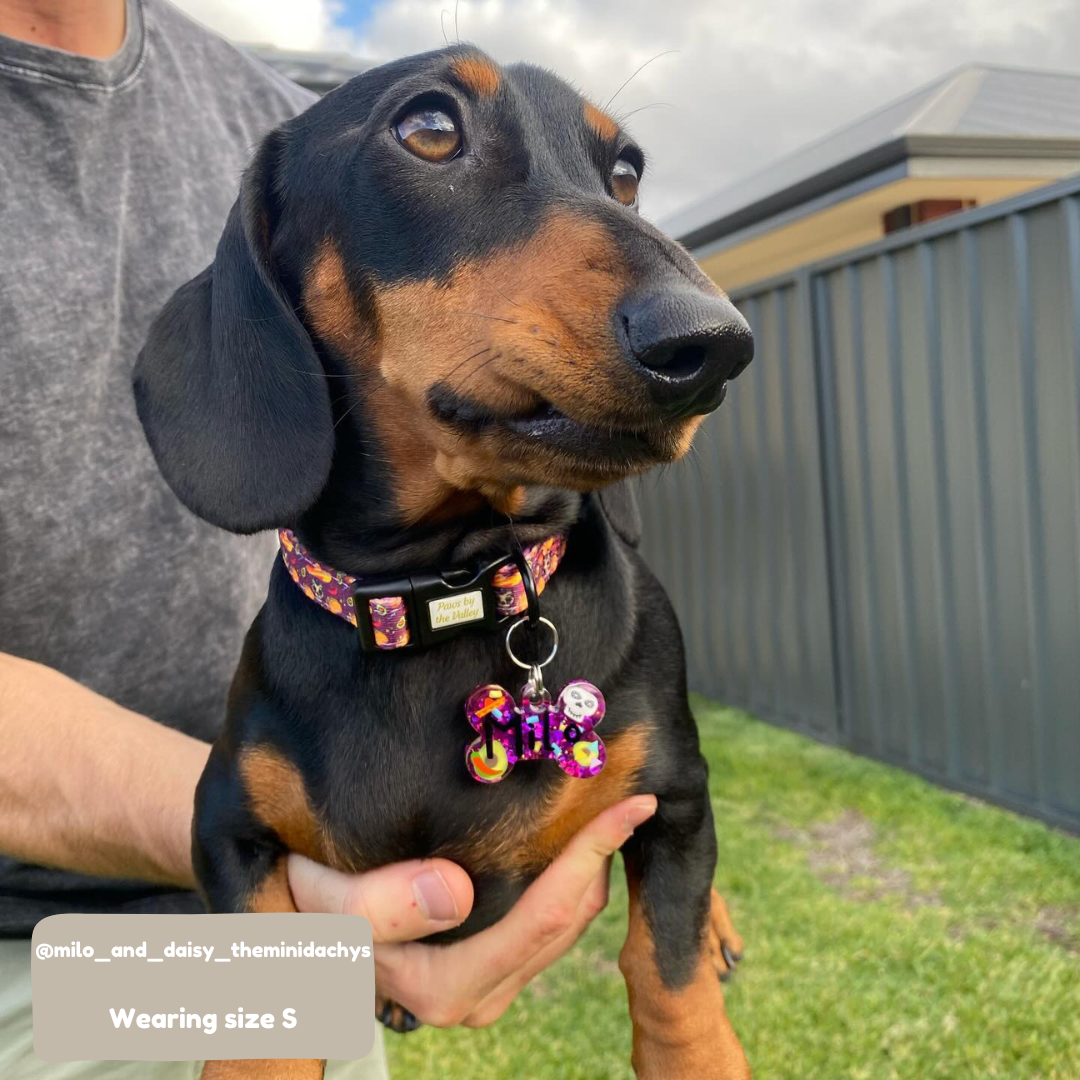 Taco Fiesta Collar