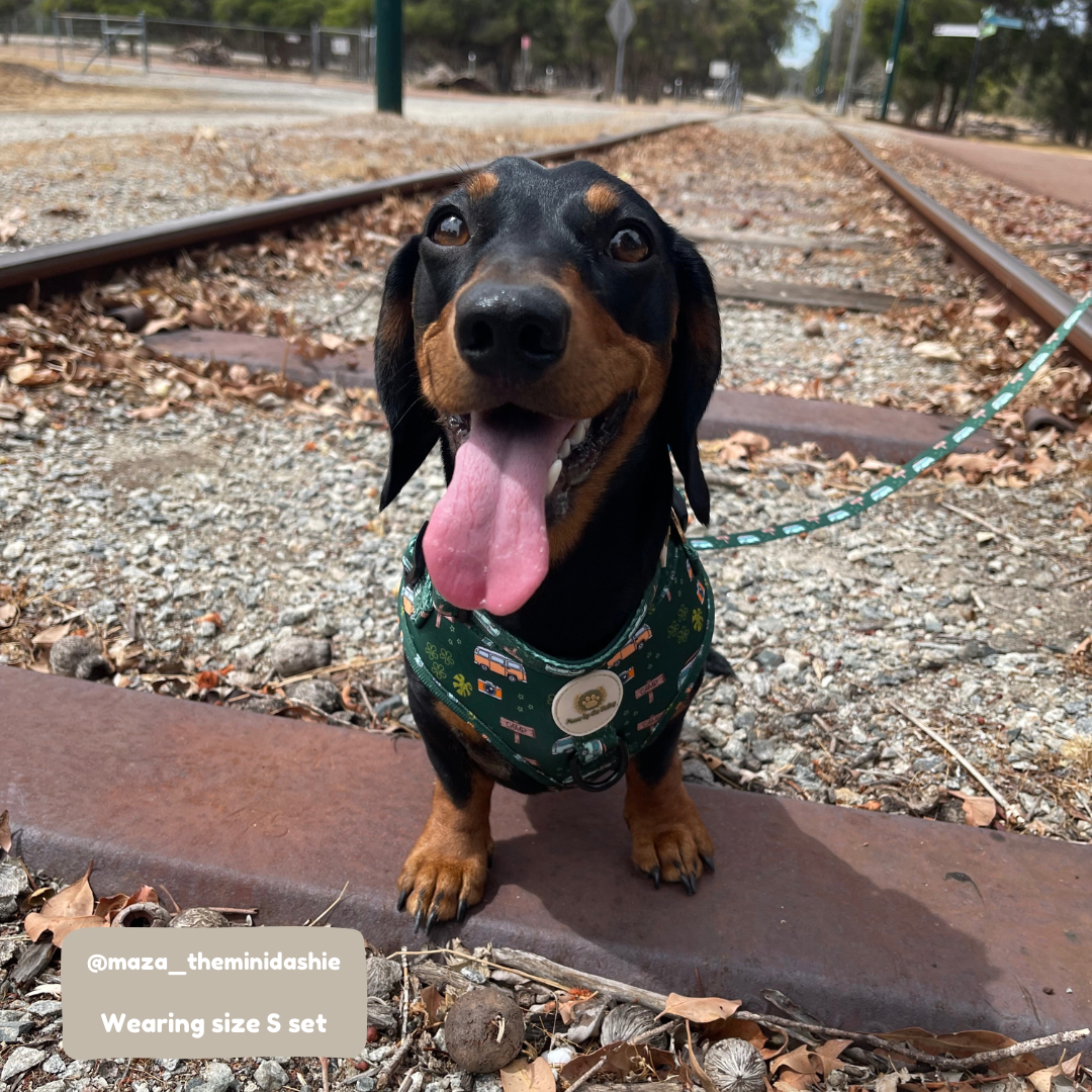 We're going camping! Adjustable Harness