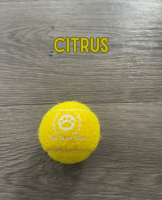 Dog Tennis Ball - Citrus